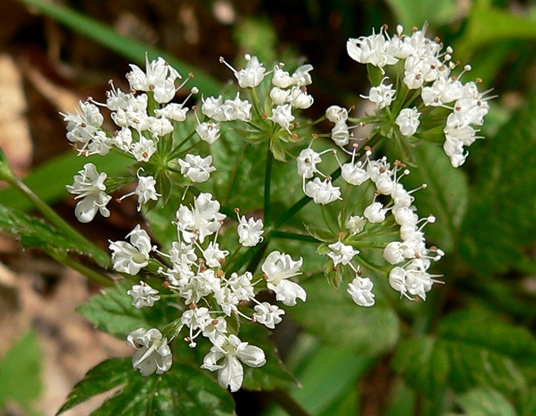 {Osmorhiza longistylis}